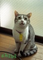 chibi2.jpg 384x538 24bit 2007/04/10 18:28:50 65.9KB